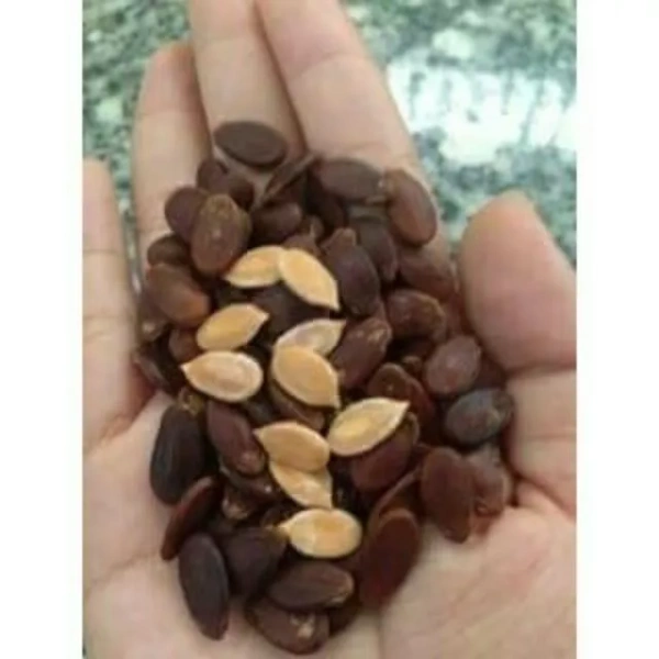 Đây là lựa chọn phù hợp cho những người mua “hộp 1kg hạt dưa” như hạt dưa trên tripmap.vn. (Ảnh 2) Đây là lựa chọn phù hợp cho những người mua “hộp 1kg hạt dưa” như hạt dưa trên tripmap.vn. (Ảnh 2)