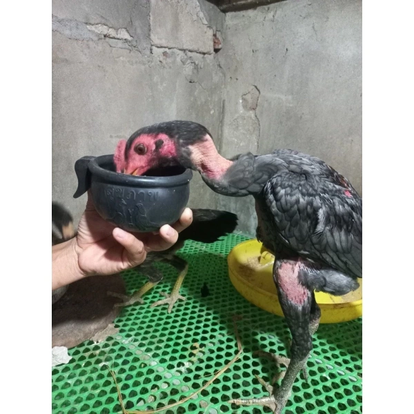Độ bám của máng ăn cao su phụ thuộc vào độ nhám của nền đặt và độ ẩm trong môi trường chuồng. (Ảnh 3)