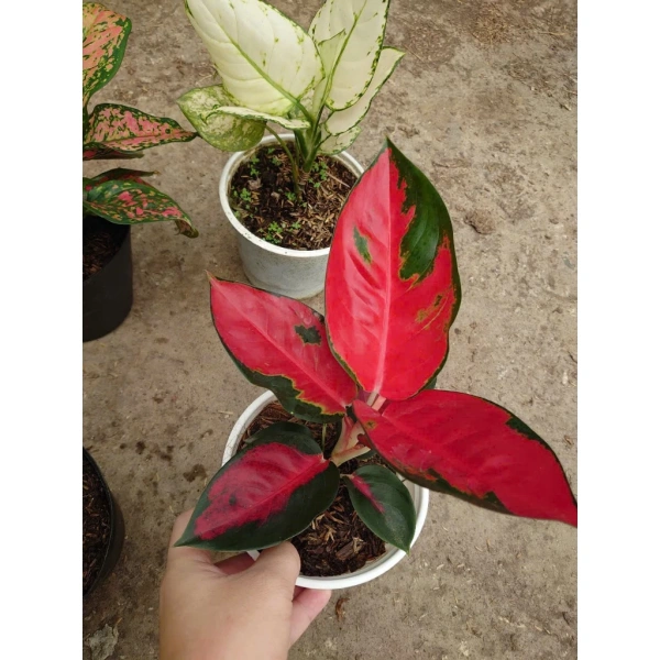 Màu sắc đa dạng của cây phong thủy để bàn thường khiến việc bảo dưỡng khó đoán hơn so với mong đợi - Ảnh 5