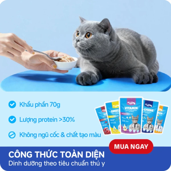 Chú mèo mới 2‑3 tháng tuổi cần khoảng 1‑2 gói (20‑40 g) pâté mỗi ngày, chia thành nhiều bữa để hỗ trợ sự phát triển nhanh. (Ảnh 3)