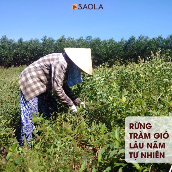 Trong nhiều gia đình, Tinh Dầu Tràm Huế Dạng Cao đã trở thành “cây thuốc” hỗ trợ cả việc xua muỗi lẫn làm dịu vết đốt. (Ảnh 4)