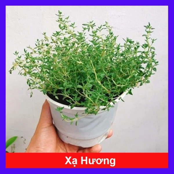 Ánh sáng yếu làm cây xạ hương trong chậu giảm mùi thơm, ảnh hưởng tới khả năng đuổi muỗi và dùng làm gia vị