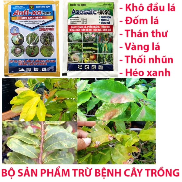 Bí mật khi lá mai vàng bám cháy bìa: dấu hiệu đầu tiên người trồng thường bỏ qua