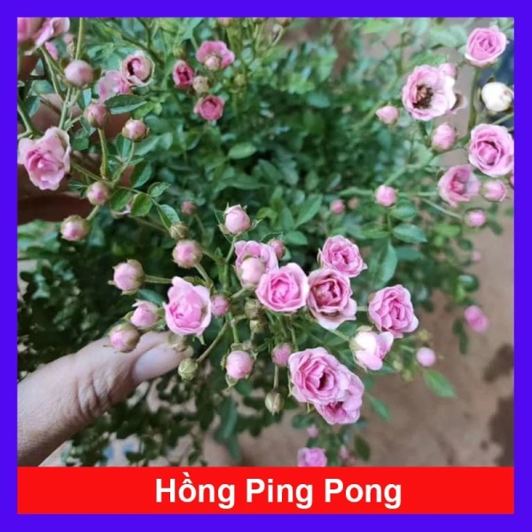 Hoa hồng mini – Khi một chậu hoa nhỏ siêu nụ biến góc nhà thành không gian tươi mới không ngờ