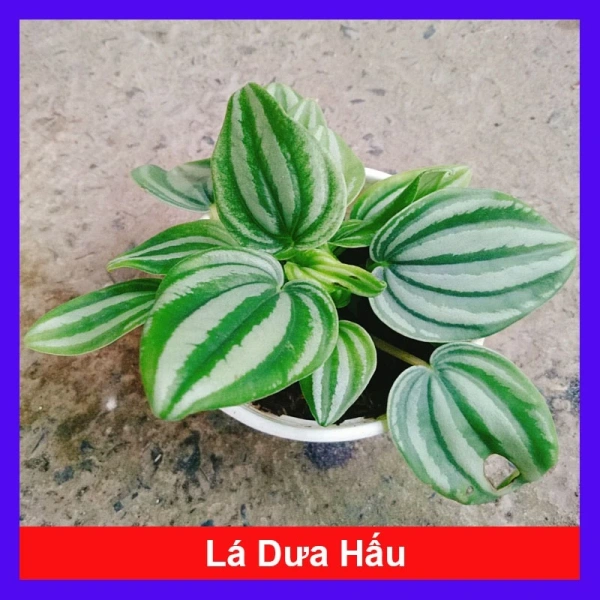 Khi cây lá dưa hấu tưởng chừng ít tốn công nhưng thực tế lại yêu cầu chăm sóc thường xuyên hơn bạn nghĩ