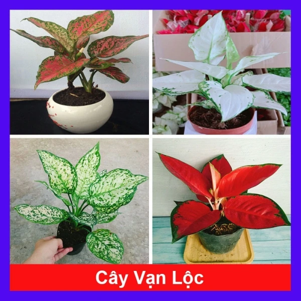Màu sắc đa dạng của cây phong thủy để bàn thường khiến việc bảo dưỡng khó đoán hơn so với mong đợi