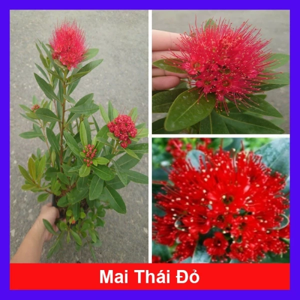 Nếu ánh sáng không đủ, chậu cây lớn trong sân vườn nhanh mất màu đỏ rực của nụ hoa