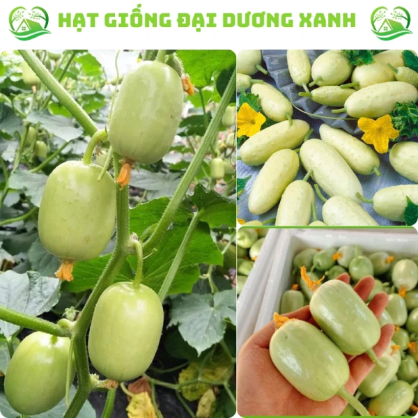 Những bất ngờ khi lần đầu trồng dưa leo trong khu vườn nhỏ