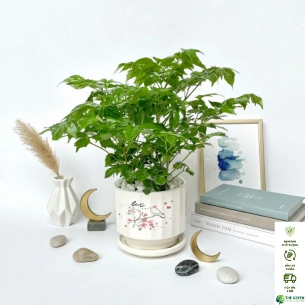 Ánh sáng và độ ẩm: Hai yếu tố quan trọng mà nhiều người bỏ qua khi đặt cây mini trong chậu sứ trên bàn làm việc - Ảnh 1