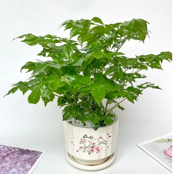 Ánh sáng và độ ẩm: Hai yếu tố quan trọng mà nhiều người bỏ qua khi đặt cây mini trong chậu sứ trên bàn làm việc - Ảnh 4