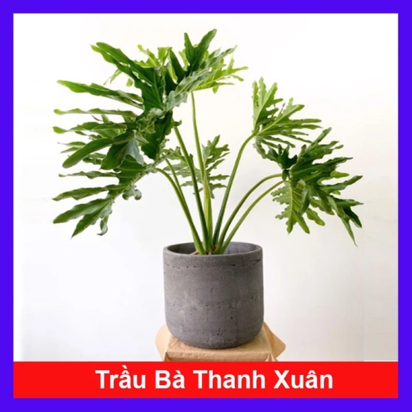 Ánh sáng yếu khiến cây trầu bà trong nhà mất sức sống dù tưới đầy đủ - Ảnh 1 Ánh sáng yếu khiến cây trầu bà trong nhà mất sức sống dù tưới đầy đủ - Ảnh 1