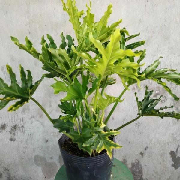 Những dấu hiệu này không chỉ ảnh hưởng thẩm mỹ mà còn giảm khả năng sinh lợi của cây trong việc lọc không khí trong phòng. (Ảnh 2) Những dấu hiệu này không chỉ ảnh hưởng thẩm mỹ mà còn giảm khả năng sinh lợi của cây trong việc lọc không khí trong phòng. (Ảnh 2)