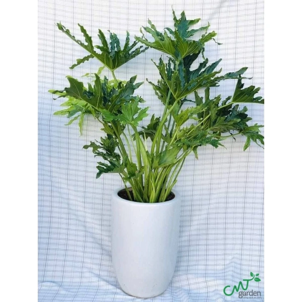 Việc xác định vị trí đặt cây đòi hỏi cân nhắc tới không gian sống, hướng cửa, và nguồn ánh sáng sẵn có. (Ảnh 3) Việc xác định vị trí đặt cây đòi hỏi cân nhắc tới không gian sống, hướng cửa, và nguồn ánh sáng sẵn có. (Ảnh 3)