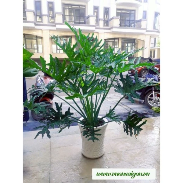 Đất trồng trầu bà nên có khả năng thoát nước tốt, hỗ trợ rễ phát triển. (Ảnh 4) Đất trồng trầu bà nên có khả năng thoát nước tốt, hỗ trợ rễ phát triển. (Ảnh 4)