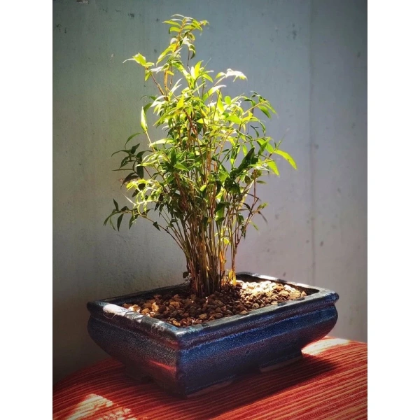 Dưới đây là các phương pháp thực tiễn, thích hợp cho cả không gian nội thất và ngoại cảnh, nhằm nâng cao lượng ánh sáng tới cây trúc tăm mini. (Ảnh 2)