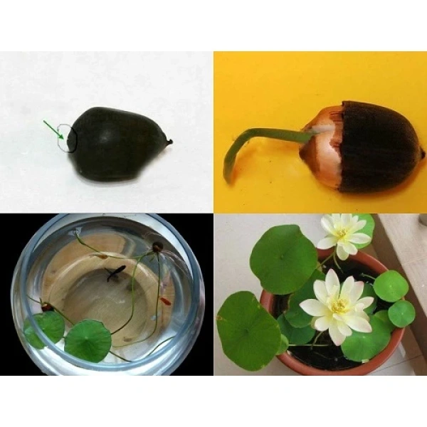 Việc lựa chọn môi trường trồng ảnh hưởng trực tiếp tới ánh sáng mà cây nhận được. (Ảnh 5) Việc lựa chọn môi trường trồng ảnh hưởng trực tiếp tới ánh sáng mà cây nhận được. (Ảnh 5)