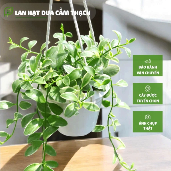 Ánh sáng yếu trong góc nhà khiến cây lan hạt mini mất màu xanh và buộc bạn phải thay đổi cách trưng bày. - Ảnh 1 Ánh sáng yếu trong góc nhà khiến cây lan hạt mini mất màu xanh và buộc bạn phải thay đổi cách trưng bày. - Ảnh 1