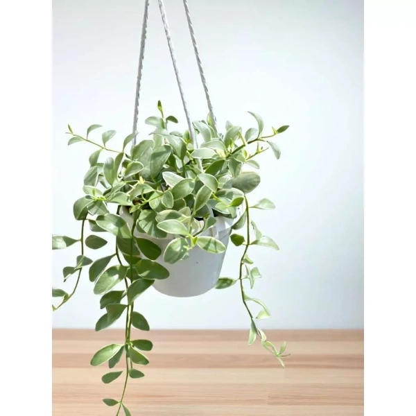 Thay đổi cách trưng bày không phải là việc di chuyển toàn bộ nội thất, mà chỉ cần tối ưu hoá các góc ánh sáng hiện có. (Ảnh 3) Thay đổi cách trưng bày không phải là việc di chuyển toàn bộ nội thất, mà chỉ cần tối ưu hoá các góc ánh sáng hiện có. (Ảnh 3)