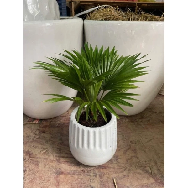 Đối với cọ cảnh mini, việc duy trì độ ẩm không chỉ ảnh hưởng đến lá mà còn tới toàn bộ cấu trúc rễ và búp. (Ảnh 2) Đối với cọ cảnh mini, việc duy trì độ ẩm không chỉ ảnh hưởng đến lá mà còn tới toàn bộ cấu trúc rễ và búp. (Ảnh 2)