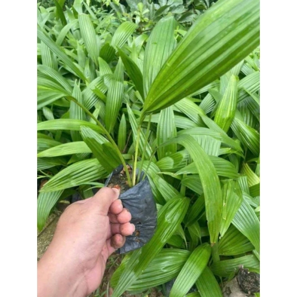 Đa số người mới bắt đầu thường dùng phương pháp “tưới ướt” – tưới nhiều lần trong một ngày – hoặc ngược lại, để tránh “đọng nước”. (Ảnh 3) Đa số người mới bắt đầu thường dùng phương pháp “tưới ướt” – tưới nhiều lần trong một ngày – hoặc ngược lại, để tránh “đọng nước”. (Ảnh 3)