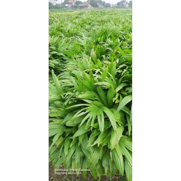 Đối với cọ cảnh mini, hỗn hợp đất “cát + peat moss + perlite” (tỉ lệ 2:1:1) cung cấp độ thoát nước tốt đồng thời giữ ẩm phù hợp. (Ảnh 4) Đối với cọ cảnh mini, hỗn hợp đất “cát + peat moss + perlite” (tỉ lệ 2:1:1) cung cấp độ thoát nước tốt đồng thời giữ ẩm phù hợp. (Ảnh 4)