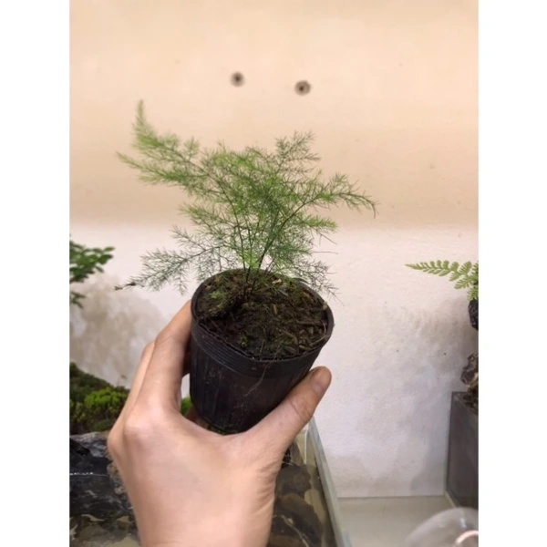 Áp lực duy trì độ ẩm vừa phải là bí quyết bất ngờ để cây mini trong terrarium không chết nhanh. - Ảnh 1