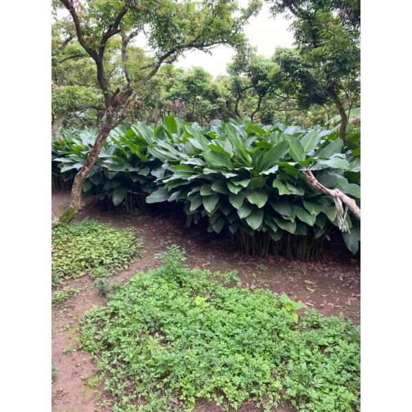 Q1: Lá dong nếp có thể dùng một lần hay cần rửa lại sau khi gói? (Ảnh 4) Q1: Lá dong nếp có thể dùng một lần hay cần rửa lại sau khi gói? (Ảnh 4)