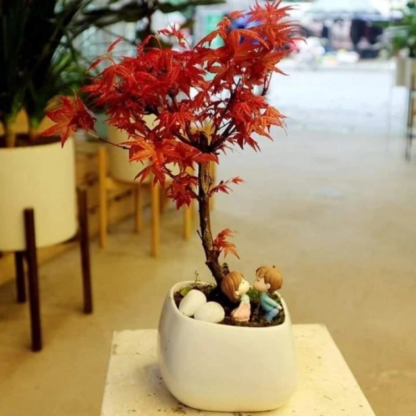 Bất ngờ nhận ra việc quên tưới cây để bàn màu đỏ nhỏ khiến góc làm việc mất sức sống - Ảnh 1