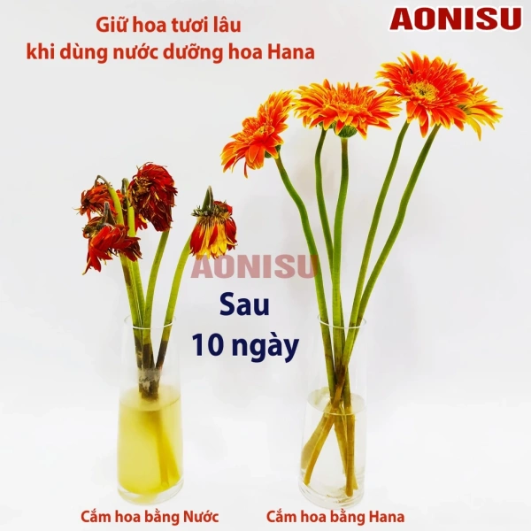 Khi các yếu tố trên được điều chỉnh đúng, hoa sẽ có khả năng “hút nước” mạnh mẽ hơn, kéo dài độ tươi lên tới 5‑7 ngày – và trong một số trường hợp còn lâu hơn. (Ảnh 4)