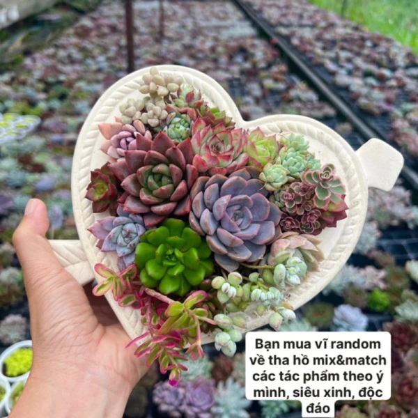 Việc chia chậu cây thành nhiều lớp không chỉ giúp cây phát triển tốt hơn mà còn tăng giá trị thẩm mỹ. (Ảnh 3) Việc chia chậu cây thành nhiều lớp không chỉ giúp cây phát triển tốt hơn mà còn tăng giá trị thẩm mỹ. (Ảnh 3)