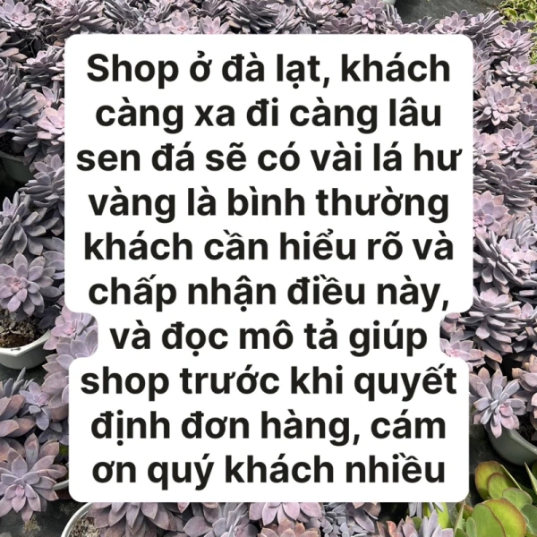 Không phải tất cả các loại cây đều hợp với đá mini. (Ảnh 4) Không phải tất cả các loại cây đều hợp với đá mini. (Ảnh 4)