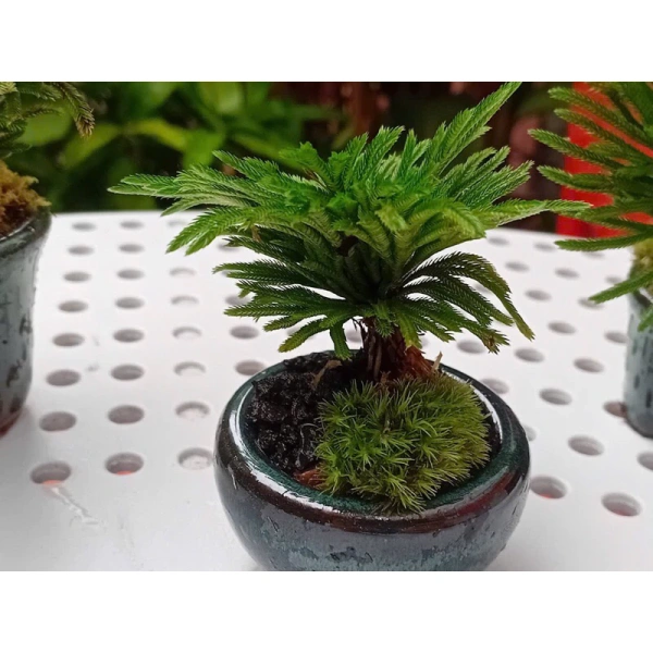 Có hai cách chính để trưng bày bonsai mini: đặt trong terrarium hoặc để trực tiếp trên bàn làm việc, kệ sách, hay trong vườn thuỷ canh. (Ảnh 3) Có hai cách chính để trưng bày bonsai mini: đặt trong terrarium hoặc để trực tiếp trên bàn làm việc, kệ sách, hay trong vườn thuỷ canh. (Ảnh 3)