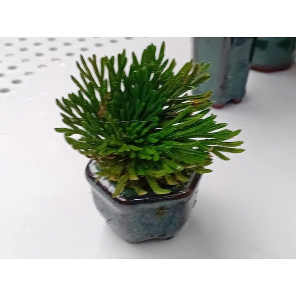 Trên thị trường, các loại bonsai mini đa dạng từ thuần vườn, cây thủy canh tới các loại cây cảnh nhập khẩu. (Ảnh 4) Trên thị trường, các loại bonsai mini đa dạng từ thuần vườn, cây thủy canh tới các loại cây cảnh nhập khẩu. (Ảnh 4)