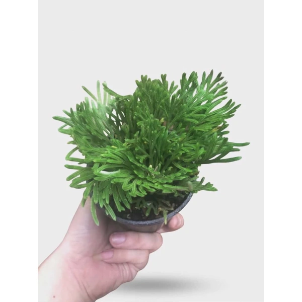 Những bước này không chỉ duy trì sức sống cây mà còn giúp bạn phát triển cảm giác thẩm mỹ trong việc hình thành “tư thế” cây bonsai. (Ảnh 5) Những bước này không chỉ duy trì sức sống cây mà còn giúp bạn phát triển cảm giác thẩm mỹ trong việc hình thành “tư thế” cây bonsai. (Ảnh 5)
