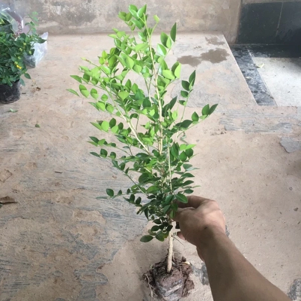 Cây cảnh cao nhiều ngọn trong nhà: kỳ vọng lá rậm rạp nhưng thực tế lại chậm sinh và cần kiên nhẫn chăm sóc - Ảnh 1