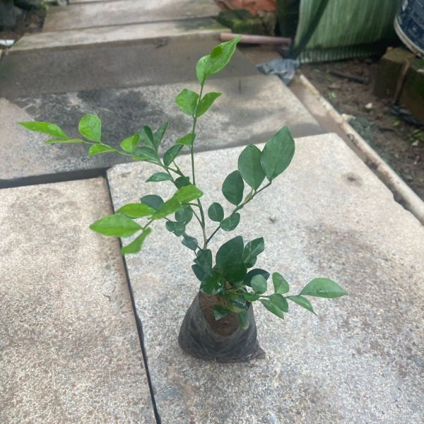 Áp dụng những phương pháp này đồng nghĩa với việc “đầu tư thời gian” nhưng sẽ trả lại kết quả bền vững: lá xanh tươi, cành đa dạng và cuối cùng là khối lượng sinh học tăng dần. (Ảnh 3)