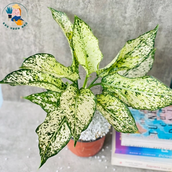 Không phải mọi loài cây đều thích hợp với môi trường làm việc hoặc phòng khách có ánh sáng hạn chế. (Ảnh 4)