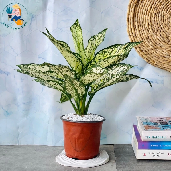 Bạn có thể ghi chú vào sổ tay hoặc ứng dụng điện thoại, đánh dấu ngày thực hiện để luôn nhớ “đánh dấu” mỗi công việc. (Ảnh 5)