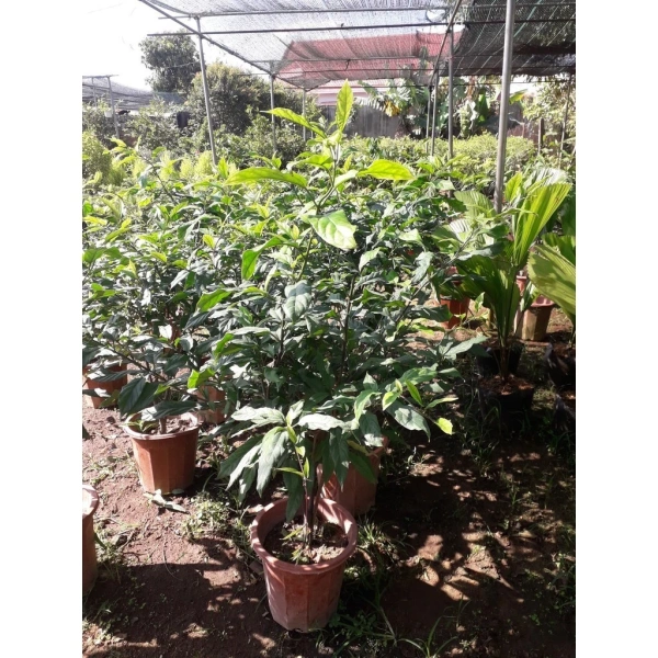 Cây hoa dạ ngọc mini trong góc phòng khách: Khi không gian yên bình vượt qua mọi kỳ vọng - Ảnh 3