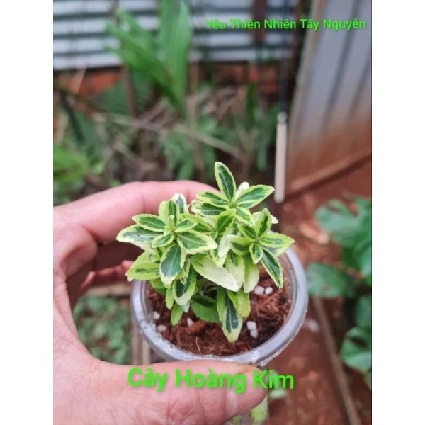 Cây hoàng kim mini trong terrarium trông xanh mát, nhưng việc duy trì độ ẩm thực tế còn khiến nhiều người ngạc nhiên - Ảnh 1 Cây hoàng kim mini trong terrarium trông xanh mát, nhưng việc duy trì độ ẩm thực tế còn khiến nhiều người ngạc nhiên - Ảnh 1