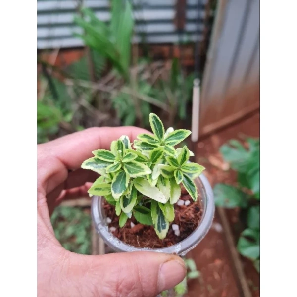 Khi terrarium được đóng kín, quá trình bốc hơi và ngưng tụ sẽ lặp đi lặp lại, tạo ra chu kỳ độ ẩm. (Ảnh 3) Khi terrarium được đóng kín, quá trình bốc hơi và ngưng tụ sẽ lặp đi lặp lại, tạo ra chu kỳ độ ẩm. (Ảnh 3)