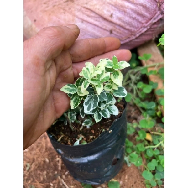 Đối với người mới, việc chọn cây và bộ phụ kiện “có sẵn” sẽ giảm bớt những rắc rối trong việc xây dựng môi trường. (Ảnh 5) Đối với người mới, việc chọn cây và bộ phụ kiện “có sẵn” sẽ giảm bớt những rắc rối trong việc xây dựng môi trường. (Ảnh 5)