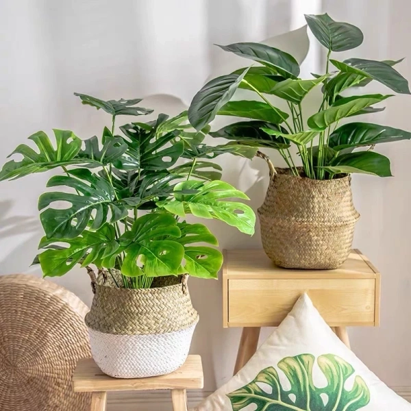 Cây lá rùa giả 70 cm trông tươi lâu, nhưng ánh sáng yếu trong phòng khiến lá nhanh úa - Ảnh 1 Cây lá rùa giả 70 cm trông tươi lâu, nhưng ánh sáng yếu trong phòng khiến lá nhanh úa - Ảnh 1