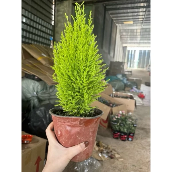 Trong danh mục các cây mini, Cây Tùng Thơm Mini đang nhận được sự quan tâm đặc biệt vì hương thơm thanh khiết và hình dáng giống cây thông Noel. (Ảnh 5) Trong danh mục các cây mini, Cây Tùng Thơm Mini đang nhận được sự quan tâm đặc biệt vì hương thơm thanh khiết và hình dáng giống cây thông Noel. (Ảnh 5)