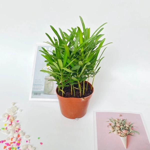 Cây mini trên kệ sách dễ làm ẩm giấy tờ – chi tiết nhỏ mà ai cũng bỏ qua - Ảnh 4