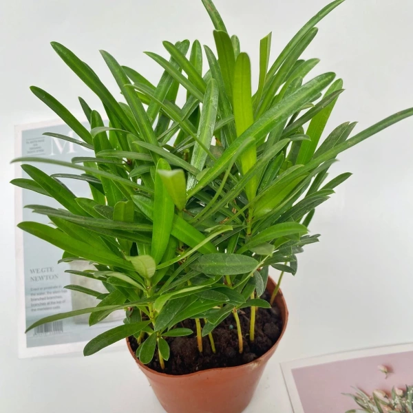 Q: Cây mini thực sự có thể làm ẩm giấy tờ không? (Ảnh 5)