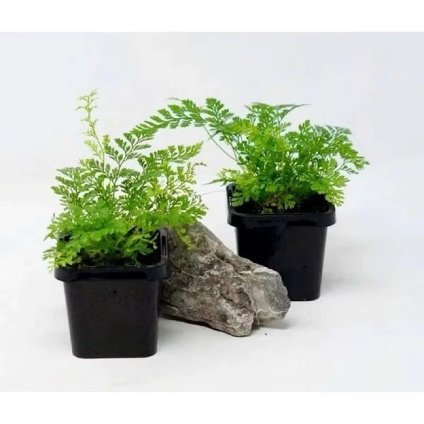 Mỗi loài cây có độ chịu đựng và nhu cầu ẩm riêng. (Ảnh 4) Mỗi loài cây có độ chịu đựng và nhu cầu ẩm riêng. (Ảnh 4)