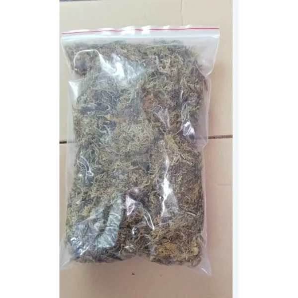 Đây là một trong những loài cây mini được nhiều người yêu thích để tạo điểm nhấn “độc đáo” trong terrarium bán cạn. (Ảnh 5) Đây là một trong những loài cây mini được nhiều người yêu thích để tạo điểm nhấn “độc đáo” trong terrarium bán cạn. (Ảnh 5)