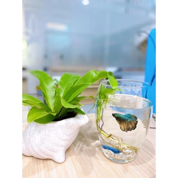 Mặc dù terrarium thiết kế để giảm công chăm sóc, nhưng nếu không chú ý đến một số yếu tố nền tảng, bạn vẫn có thể gặp khó khăn. (Ảnh 3) Mặc dù terrarium thiết kế để giảm công chăm sóc, nhưng nếu không chú ý đến một số yếu tố nền tảng, bạn vẫn có thể gặp khó khăn. (Ảnh 3)