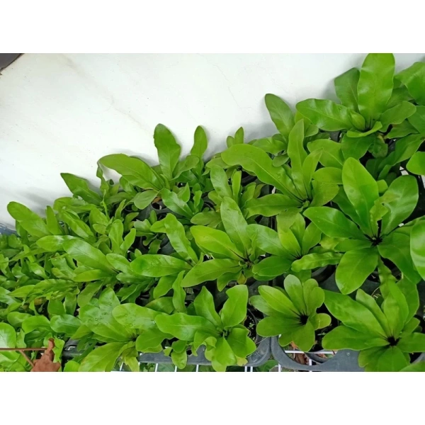 Dưới đây là một số chiến lược nâng cao hiệu quả, giúp terrarium trở thành “cây xanh tự động” mà bạn không cần dành quá nhiều thời gian. (Ảnh 4) Dưới đây là một số chiến lược nâng cao hiệu quả, giúp terrarium trở thành “cây xanh tự động” mà bạn không cần dành quá nhiều thời gian. (Ảnh 4)